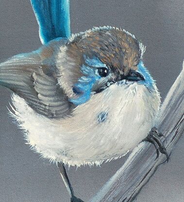 A small superb fairy wren male bird sitting on a branch with a misty background