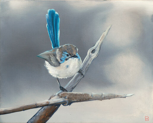 A small superb fairy wren male bird sitting on a branch with a misty background