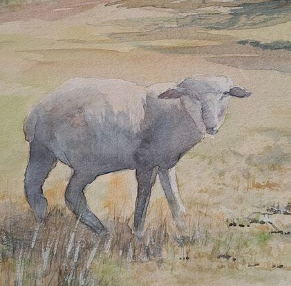 Farm scene.. Ewe with twin lambs grazing near her. Little green grass in a golden paddock. old  shed, trees in hazy distance., Dry summer look country