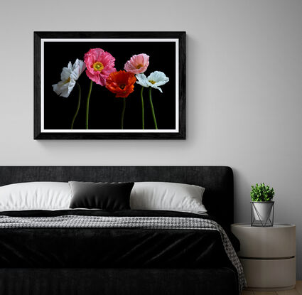 Five Poppy flowers on a black background