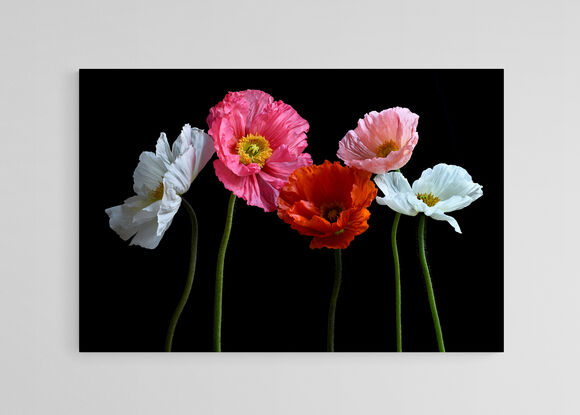 Five Poppy flowers on a black background