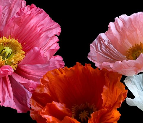 Five Poppy flowers on a black background