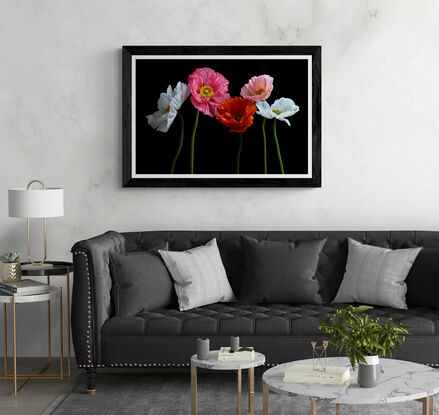 Five Poppy flowers on a black background