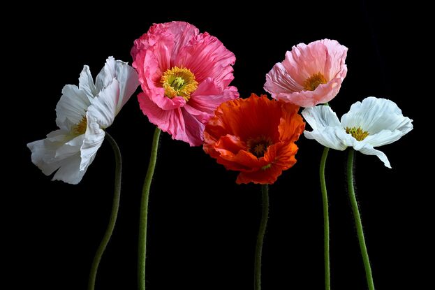 Five Poppy flowers on a black background