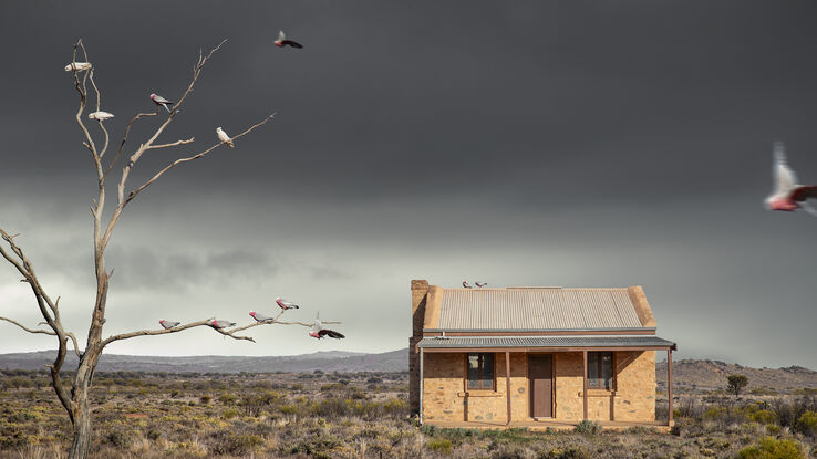 A lone stone building stands in the desert bush scrubland and a single dead tree to its left is home to some pink and grey galahs, having a rest on its branches as well as a couple on top of the buildings tin roof.  Background is a dark stormy sky.