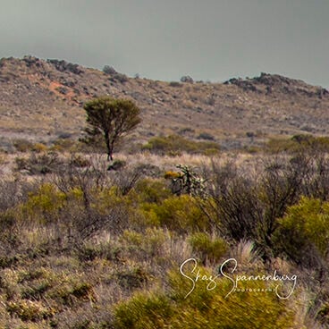 A lone stone building stands in the desert bush scrubland and a single dead tree to its left is home to some pink and grey galahs, having a rest on its branches as well as a couple on top of the buildings tin roof.  Background is a dark stormy sky.