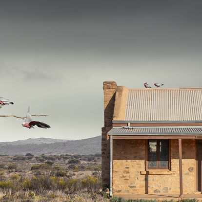 A lone stone building stands in the desert bush scrubland and a single dead tree to its left is home to some pink and grey galahs, having a rest on its branches as well as a couple on top of the buildings tin roof.  Background is a dark stormy sky.