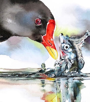 The moorhen wades through life with quiet confidence, foraging through ponds.