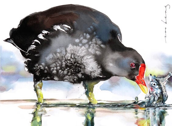 The moorhen wades through life with quiet confidence, foraging through ponds.