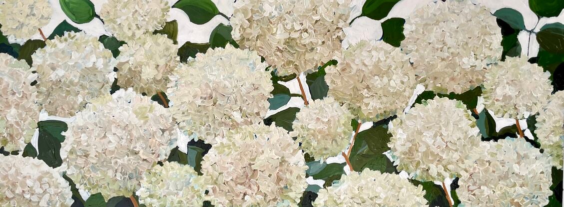 White hydrangeas 