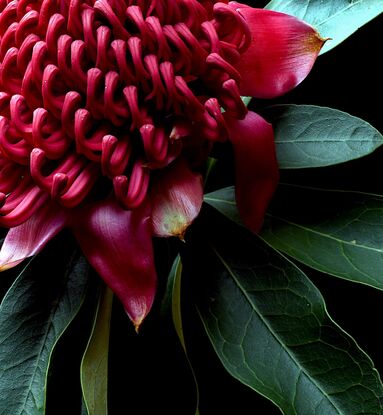 A red Waratah flower on a black background 