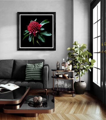 A red Waratah flower on a black background 