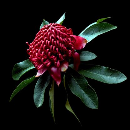 A red Waratah flower on a black background 