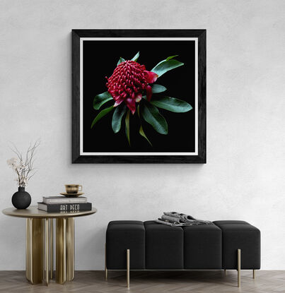 A red Waratah flower on a black background 