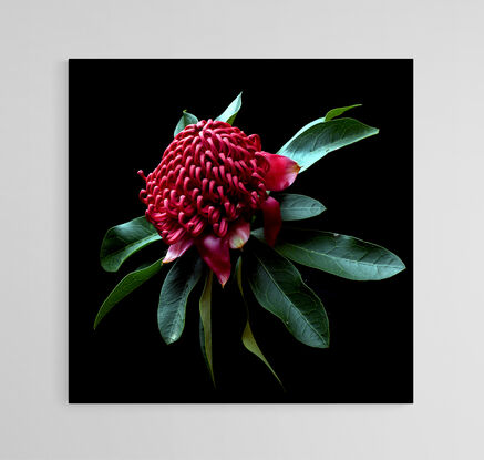 A red Waratah flower on a black background 