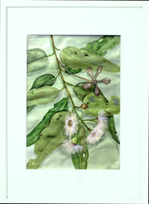 Branch of Eucalyptus leaves with white flowers