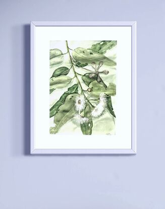 Branch of Eucalyptus leaves with white flowers