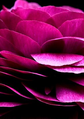 Magenta pink Ranunculus flowers on a black background - Flower still life print - Floral wall art - Photography by Nadia Culph