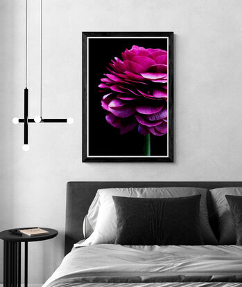 Magenta pink Ranunculus flowers on a black background - Flower still life print - Floral wall art - Photography by Nadia Culph