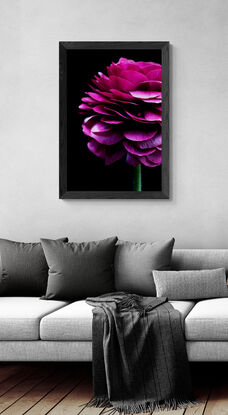 Magenta pink Ranunculus flowers on a black background - Flower still life print - Floral wall art - Photography by Nadia Culph