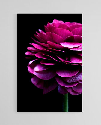 Magenta pink Ranunculus flowers on a black background - Flower still life print - Floral wall art - Photography by Nadia Culph