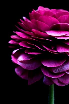 Magenta pink Ranunculus flowers on a black background - Flower still life print - Floral wall art - Photography by Nadia Culph