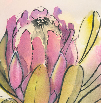 Four Proteas with one standing out. Black ink defines the flower and leaves.