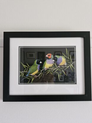 Three brightly coloured finches on a black background with twining vine leaves.