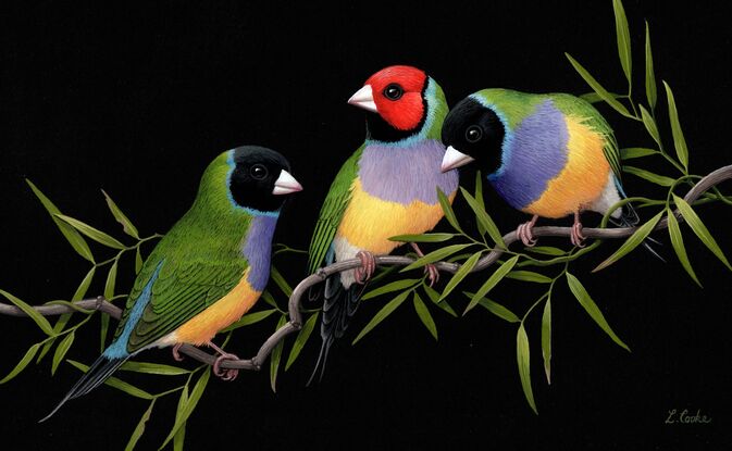 Three brightly coloured finches on a black background with twining vine leaves.