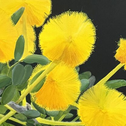 A botanical painting of vibrant yellow puffball flowers against a dark background. The wattle 
 flowers are arranged in clusters with soft, feathery petals, highlighted by the contrast with their green leaves and stems. The dark, moody background enhances the brilliance of the yellow blooms, creating a striking and radiant composition.






