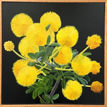 A botanical painting of vibrant yellow puffball flowers against a dark background. The wattle 
 flowers are arranged in clusters with soft, feathery petals, highlighted by the contrast with their green leaves and stems. The dark, moody background enhances the brilliance of the yellow blooms, creating a striking and radiant composition.






