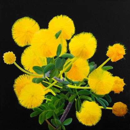 A botanical painting of vibrant yellow puffball flowers against a dark background. The wattle 
 flowers are arranged in clusters with soft, feathery petals, highlighted by the contrast with their green leaves and stems. The dark, moody background enhances the brilliance of the yellow blooms, creating a striking and radiant composition.






