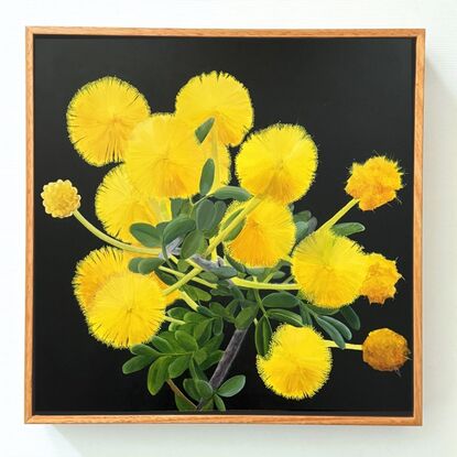 A botanical painting of vibrant yellow puffball flowers against a dark background. The wattle 
 flowers are arranged in clusters with soft, feathery petals, highlighted by the contrast with their green leaves and stems. The dark, moody background enhances the brilliance of the yellow blooms, creating a striking and radiant composition.






