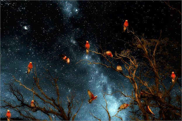 A flock of Galahs in a tree against a starry night sky.