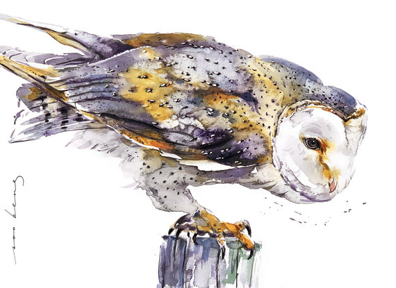 The barn owl marks its swoop with patience and precision.