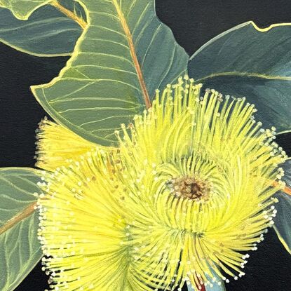 "Radiant Joy" features a bright yellow Eucalyptus Pressiana flower with green-grey leaves, celebrating the beauty of Australian flora and nature's imperfections.