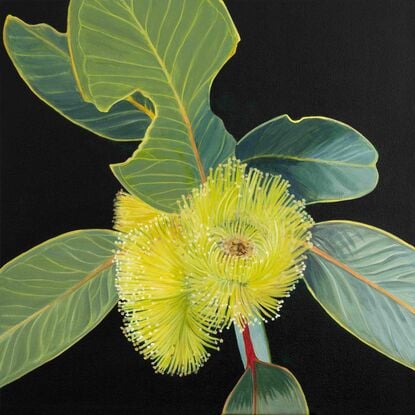 "Radiant Joy" features a bright yellow Eucalyptus Pressiana flower with green-grey leaves, celebrating the beauty of Australian flora and nature's imperfections.