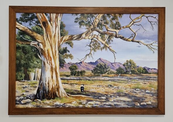 A magnificent red river gum bathed in late afternoon light.