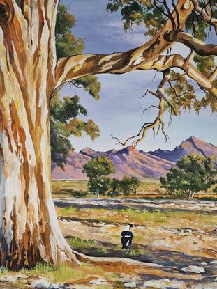 A magnificent red river gum bathed in late afternoon light.