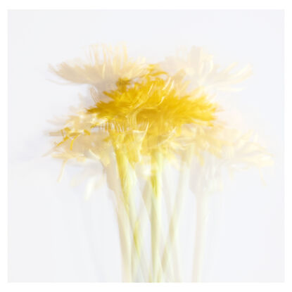 Photograph of dandelion flower in motion.