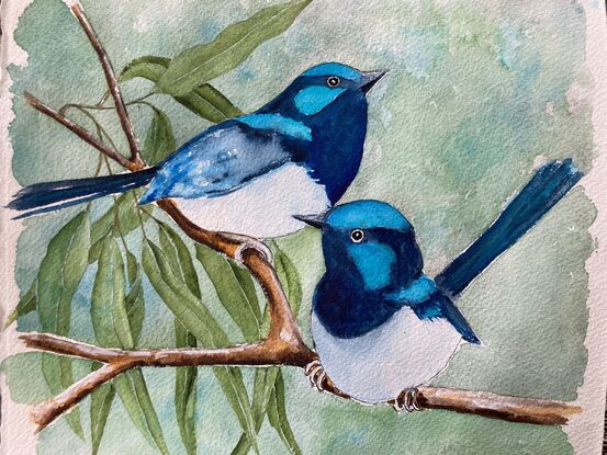 Two tiny Australian Blue Wren's sitting on a branch with a few Eucalyptus leaves