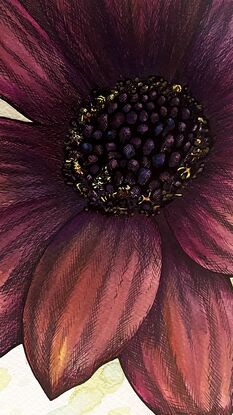 Red, magenta and yellow flower up close with petals filling the frame.