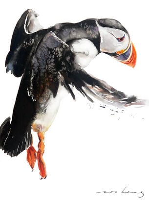 A puffin glides gracefully through the air, its vibrant wings outstretched, ready to make a perfect landing. 