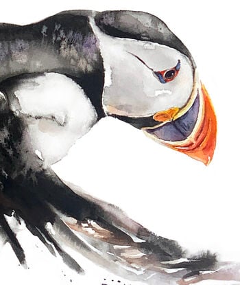 A puffin glides gracefully through the air, its vibrant wings outstretched, ready to make a perfect landing. 