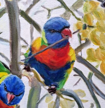 Five Lorikeet birds playing on a tree branches 