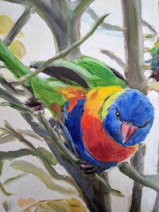 Five Lorikeet birds playing on a tree branches 