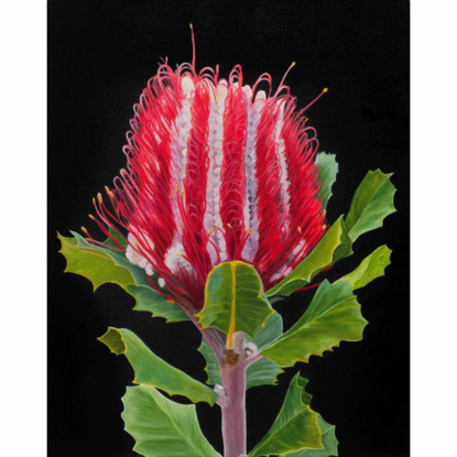 A vibrant red Banksia flower with rich green leaves is set against a dark background, framed by a warm wooden border, highlighting the natural beauty and bold colours of the native Australian flora.