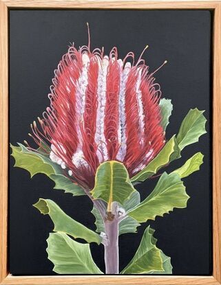 A vibrant red Banksia flower with rich green leaves is set against a dark background, framed by a warm wooden border, highlighting the natural beauty and bold colours of the native Australian flora.