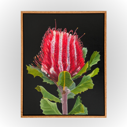 A vibrant red Banksia flower with rich green leaves is set against a dark background, framed by a warm wooden border, highlighting the natural beauty and bold colours of the native Australian flora.