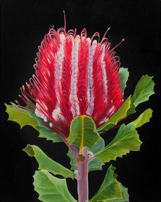 A vibrant red Banksia flower with rich green leaves is set against a dark background, framed by a warm wooden border, highlighting the natural beauty and bold colours of the native Australian flora.